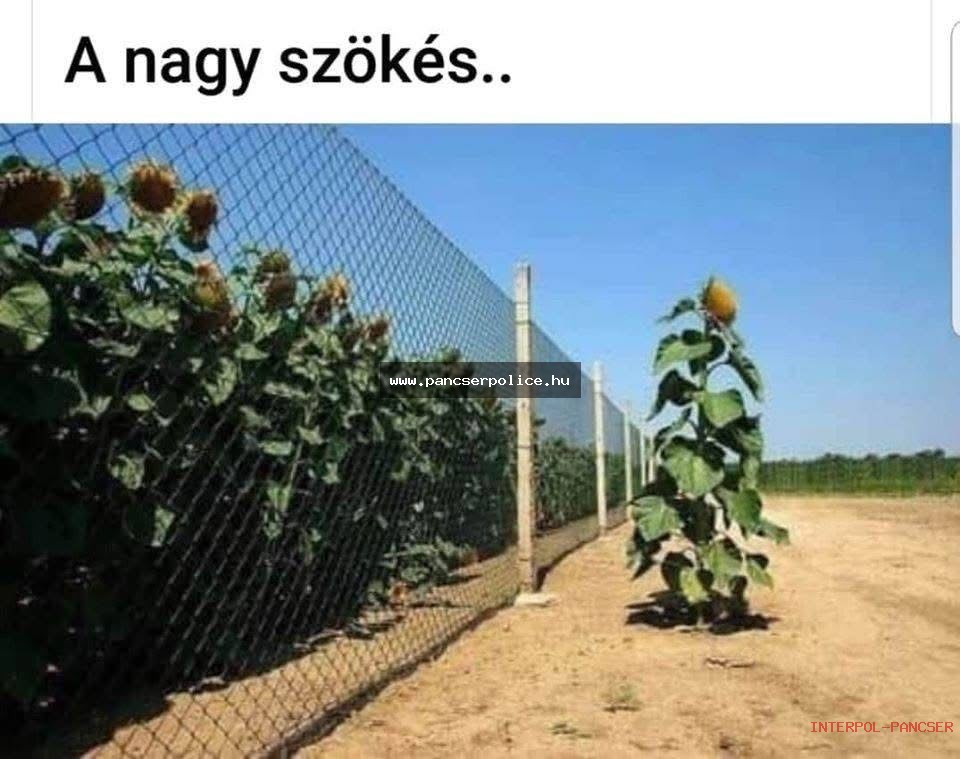 PancserPOLICE Akta #16 - Egy önjelölt tuning-specialista a kerítés tetején ülve percekig magyarázta a kukának, hogy hol a jobb vaj.