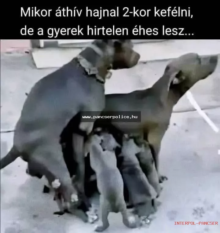 PancserPOLICE Akta #177 - Egy bolti eladó a masinák mellett megpróbálta levédetni a saját horkolását mint hangzást.